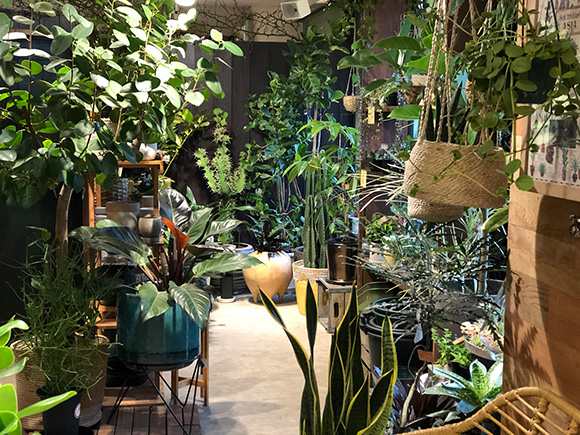 テレワーク部屋やリビングに観葉植物を グリーンコーディネーター寺井通浩さんのアドバイス Major S Blog