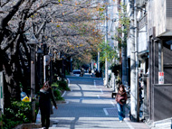 写真：桜並木の中目黒遊歩道